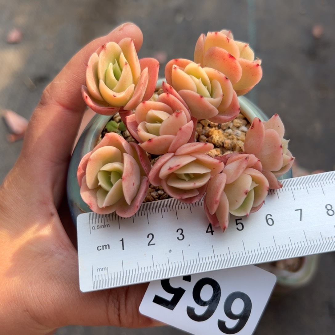 知****?665 多肉植物组合