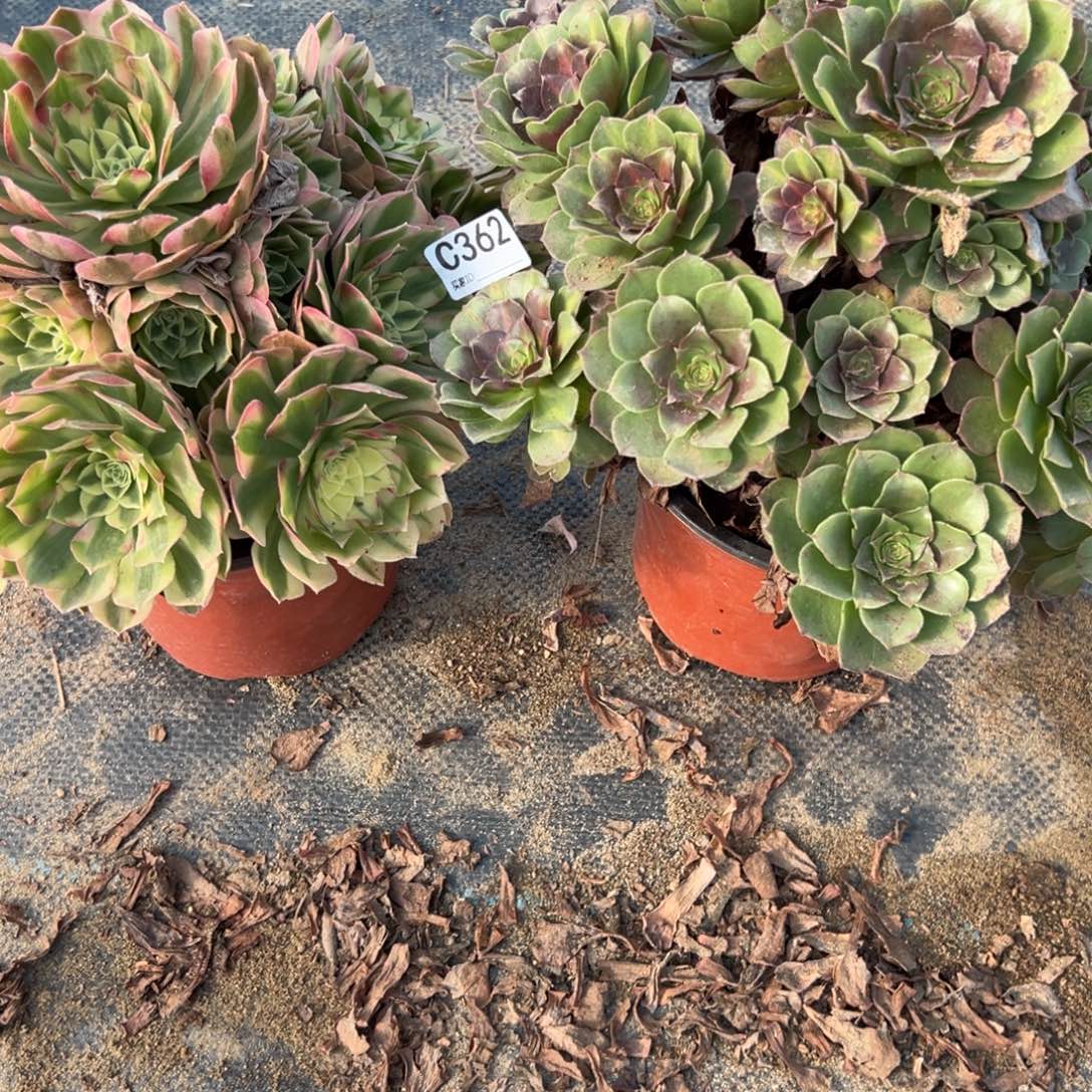 冷***～362两颗组合多肉植物