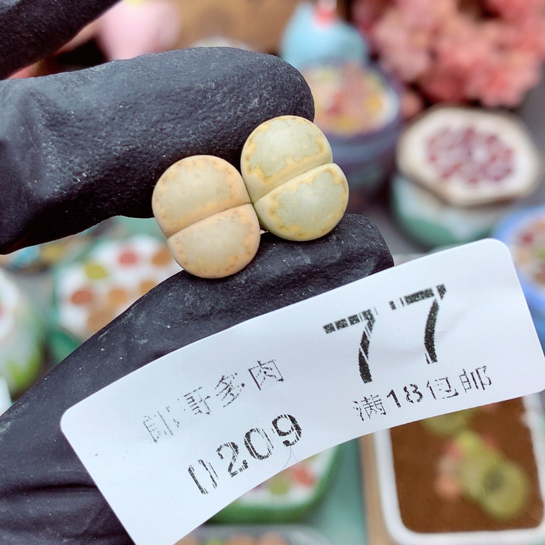 郎哥多肉生石花9-77