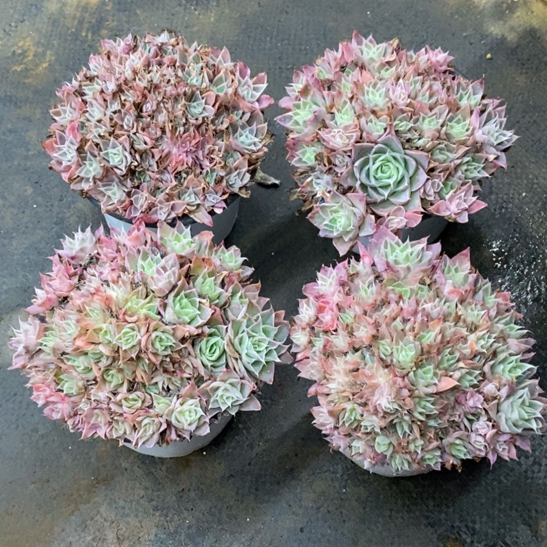 精品多肉一物拍不包整163