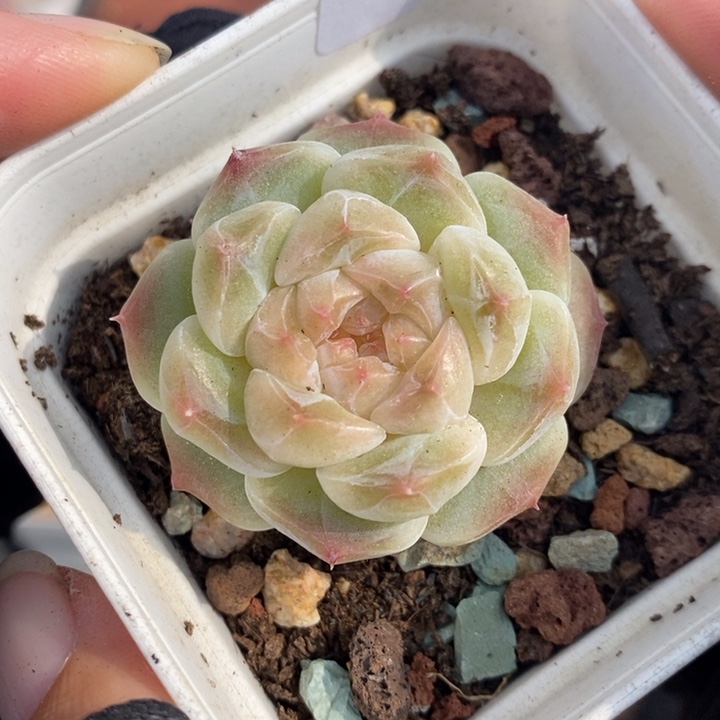 1212-540，糯心魄多肉