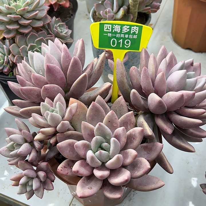 爱***人桃花源多肉植物和019