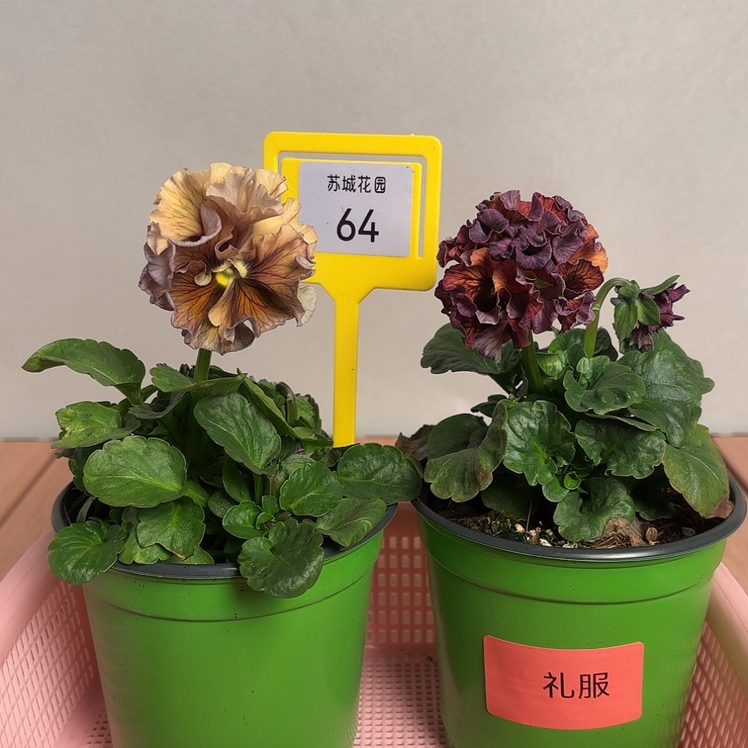 大部分开放少量花苞64