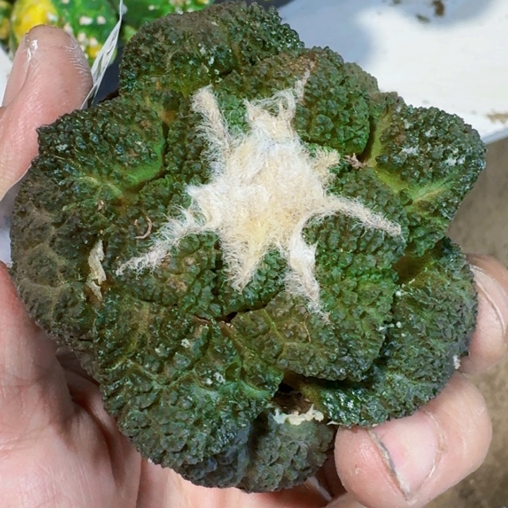 福利落地哥斯拉179