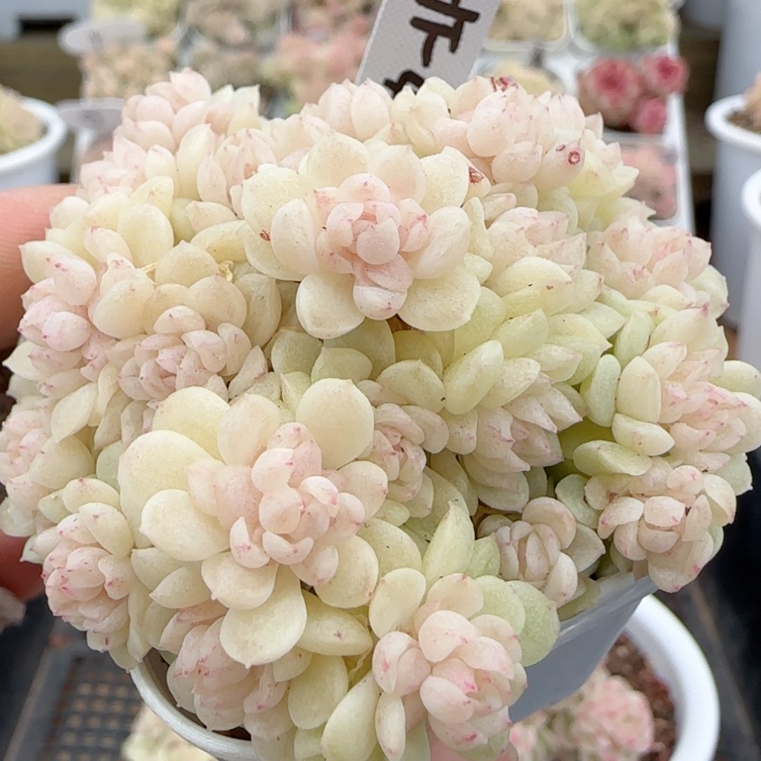 【闪购商品】0127-136（ht-49）劵后价