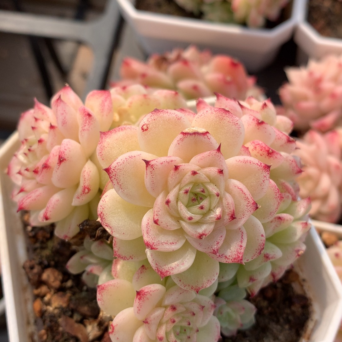 0308-93 麦杆优选