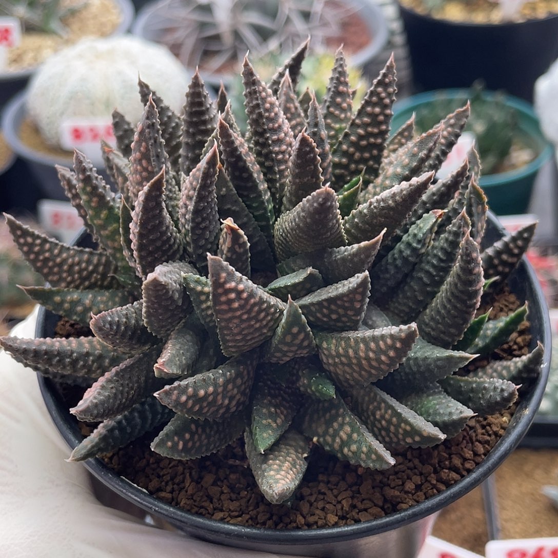 实生6头杂角不知名硬叶十二卷