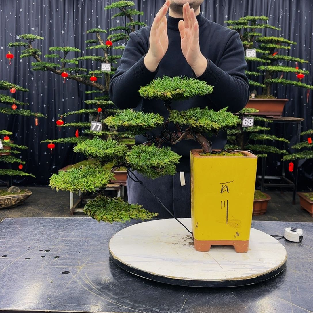 松树柏树造型盆景