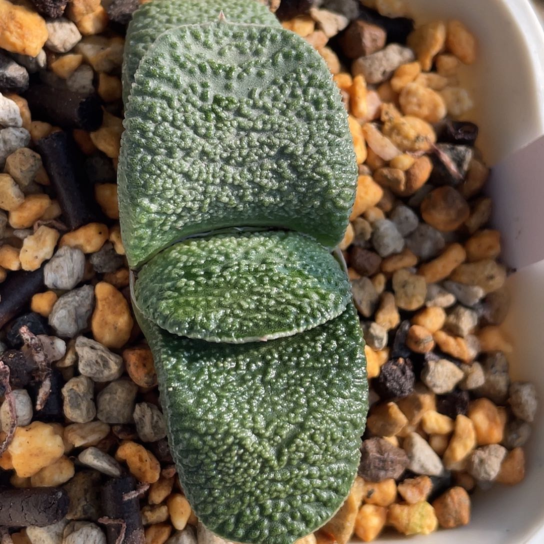 180脱土发货111111