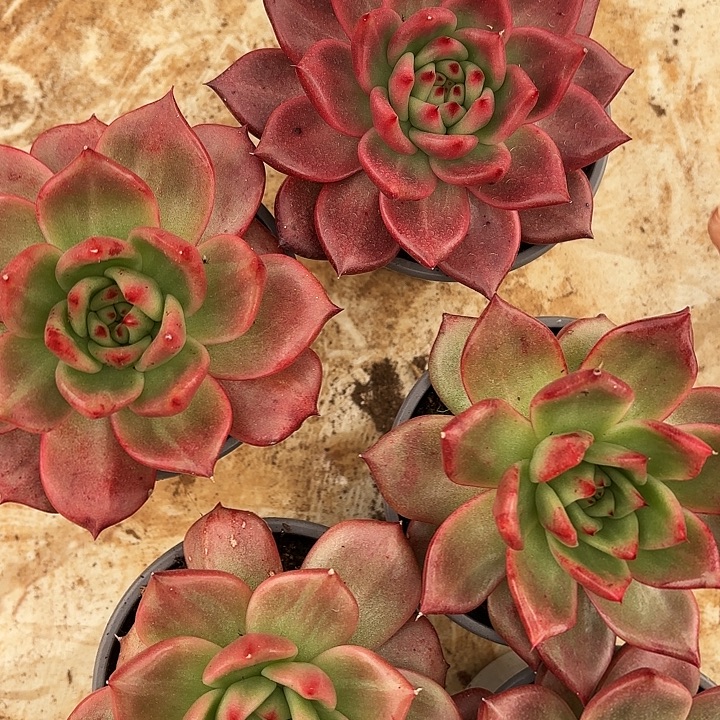 彩色吉拉姆（拍满18包邮）