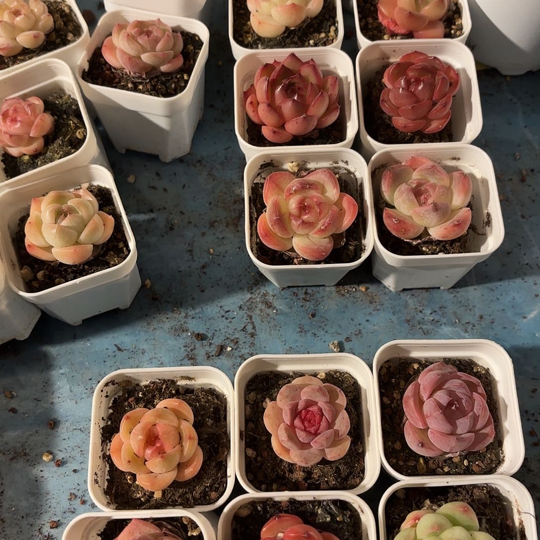 土啦啦啦啦啦啦啦啦