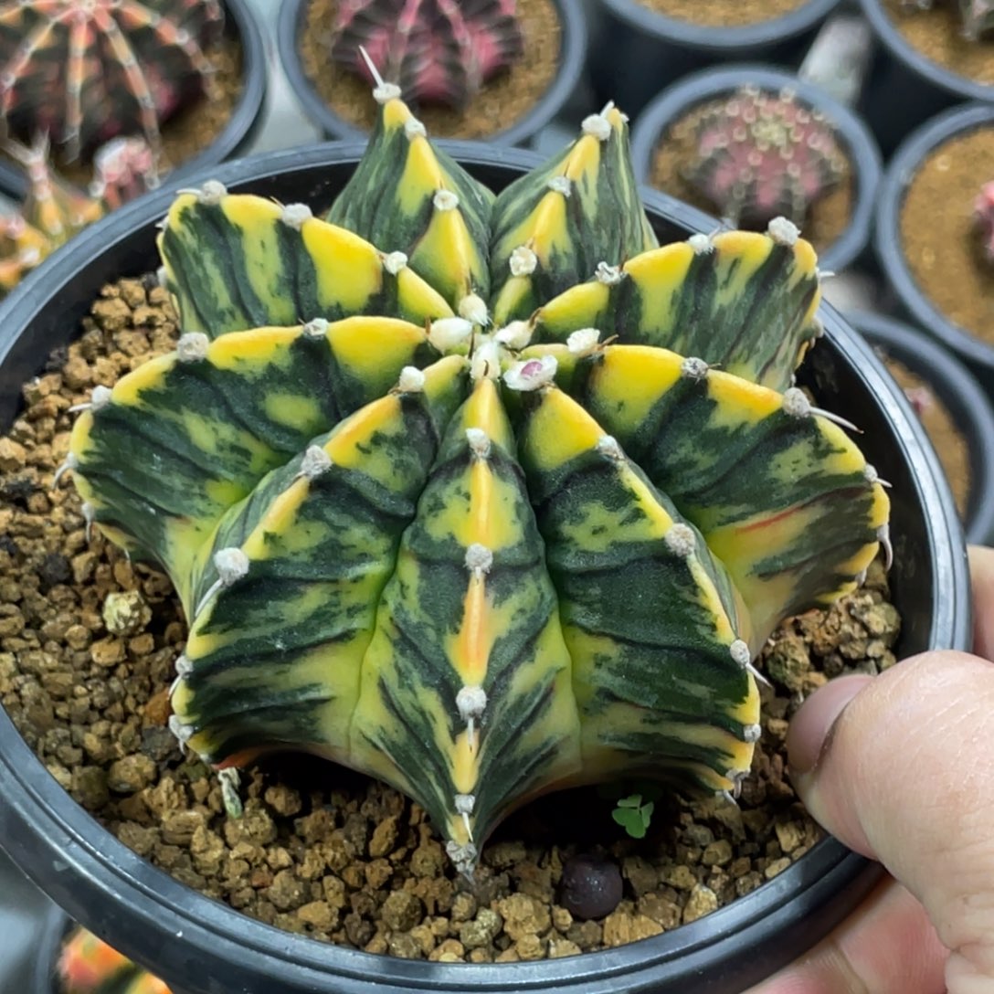 当前无花朵，栽培后可花朵黄臀虎斑肋骨锦
