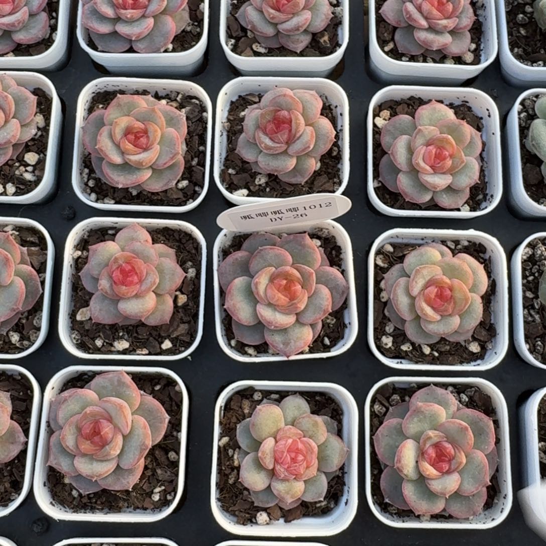 1012-026-芳草一三一颗量拍