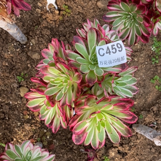 459倾城砍过嫁接多肉植物