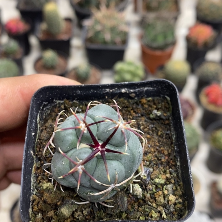 樱***雨实生菲冠龙特价福利