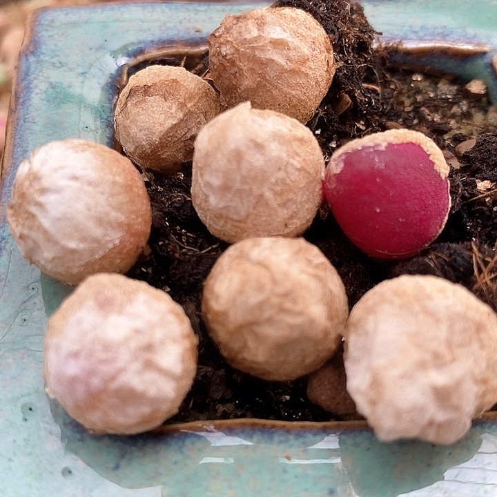 灯泡1厘米以上一颗