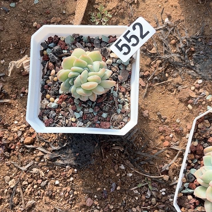 龙*豆多肉植物一物一拍