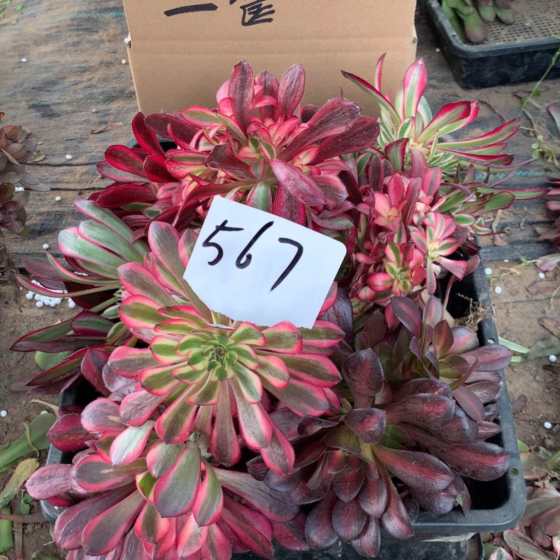 567多肉植物盆栽花卉