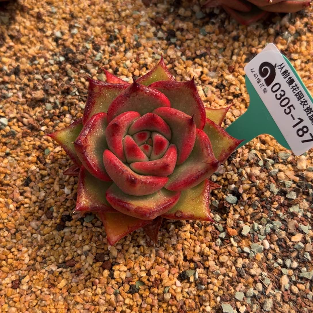 多肉一物一拍0304-187