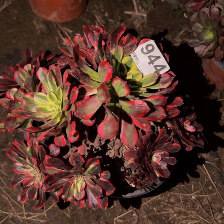 944同花顺多肉植物不售后