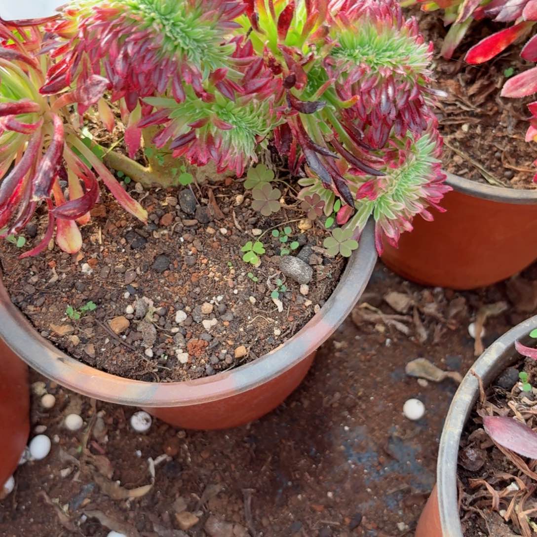 我4105 号多肉法师新年特价