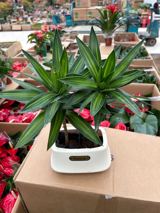 双株百合竹带盆盆栽