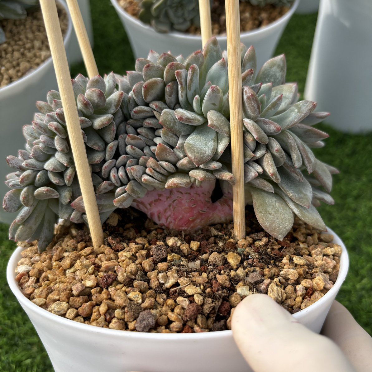 多肉植物一物一拍，星影树缀