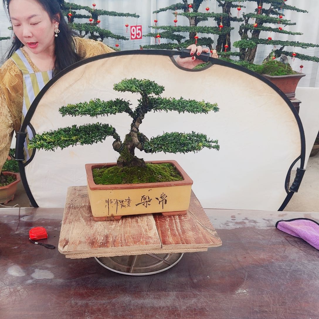 罗汉松一物一拍666