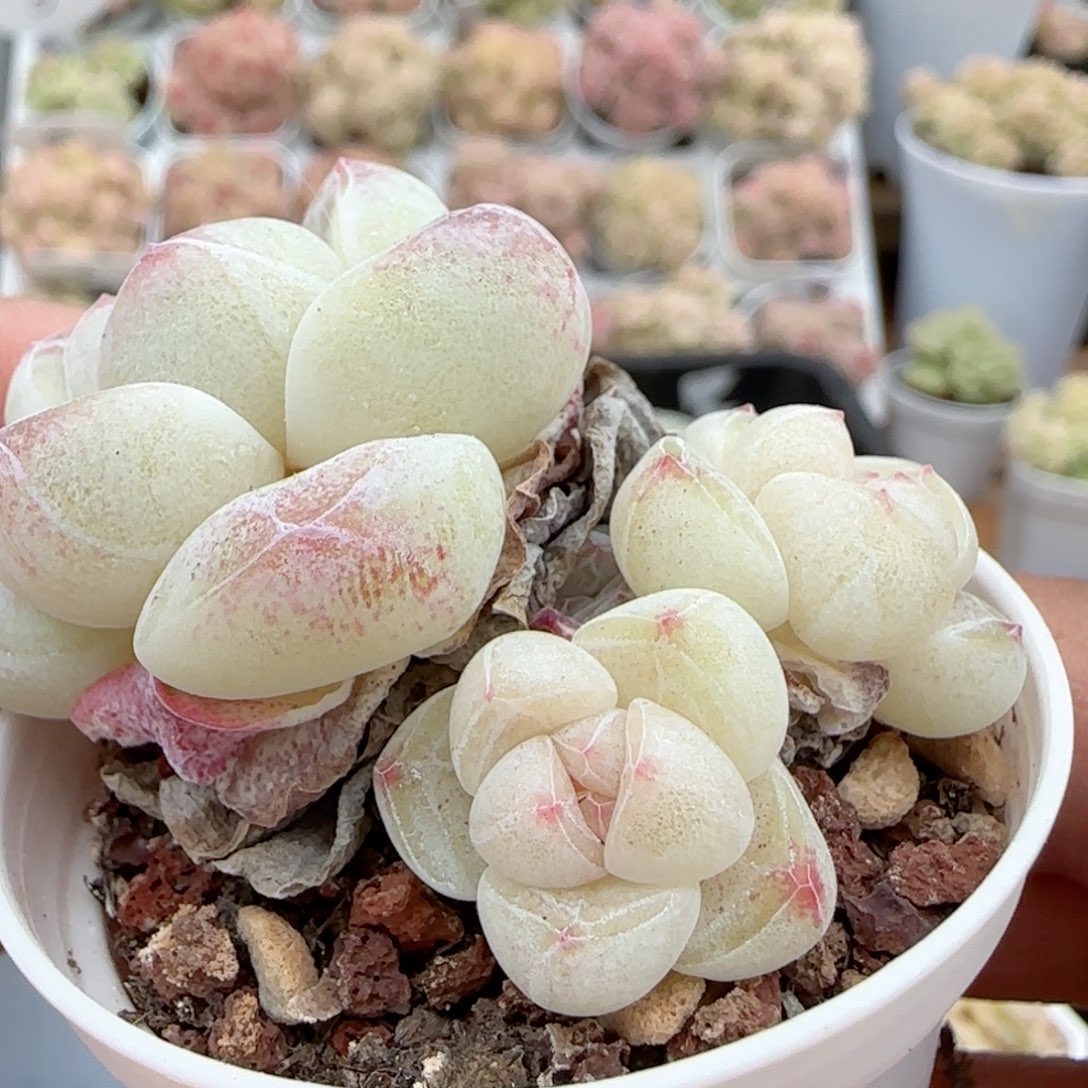 【闪购商品】0204-41