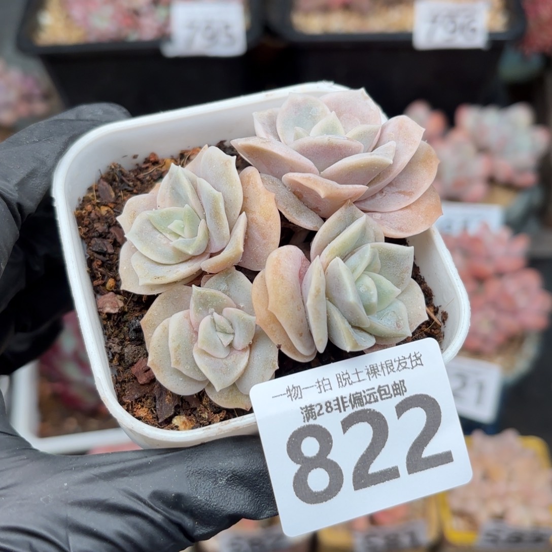 可爱玫瑰无盆土发货