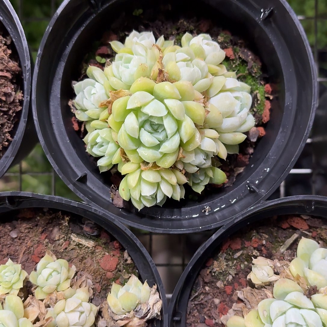 阿尔巴白月影12㎝盆参考