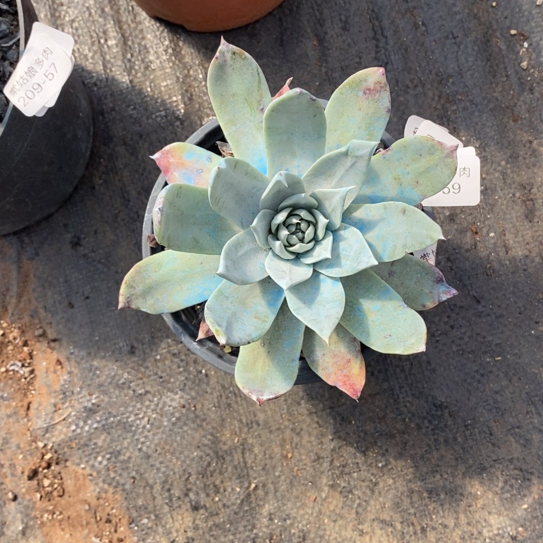 59号普西菲克辛苦啊