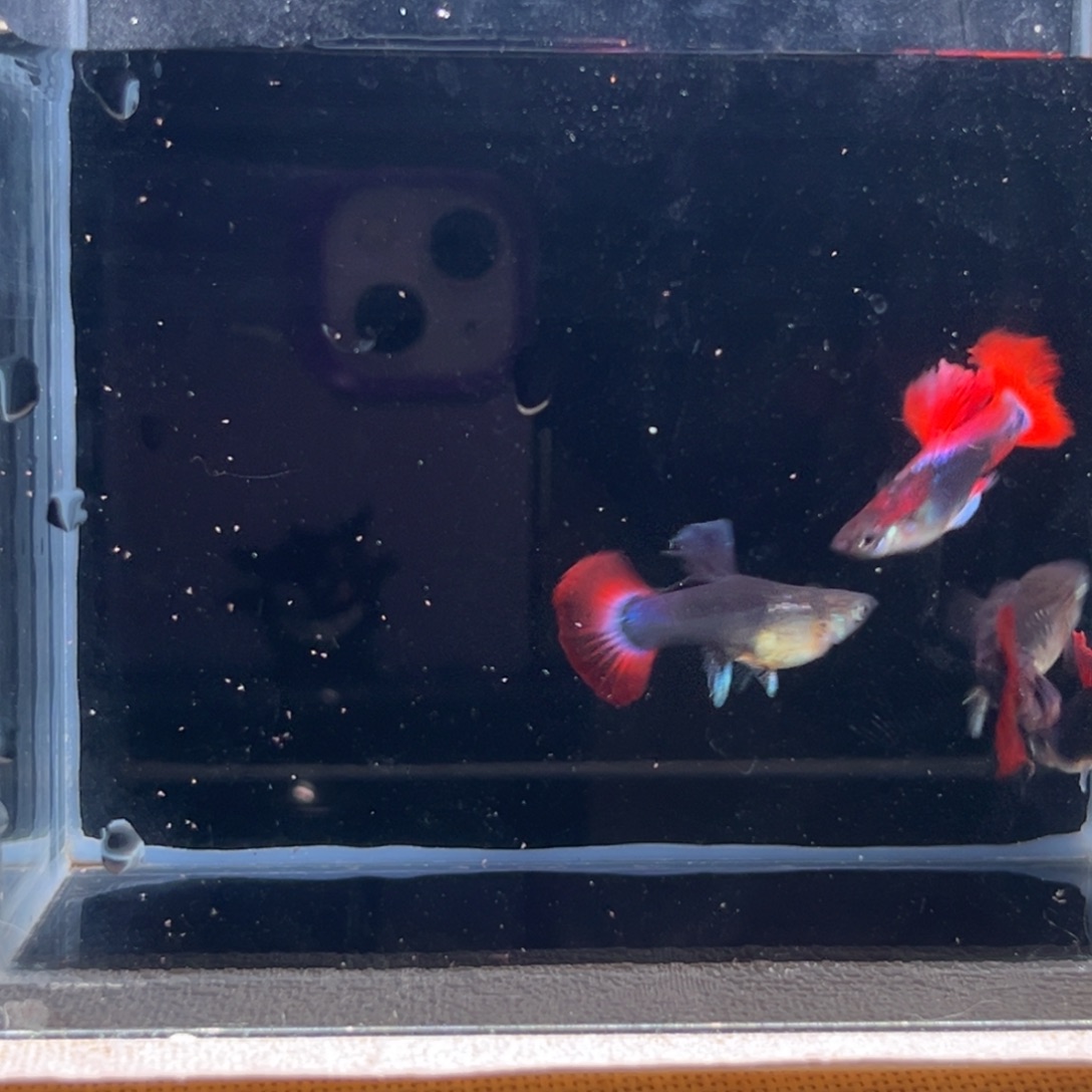 海水鱼菊花帆红扇，买一对赠一对