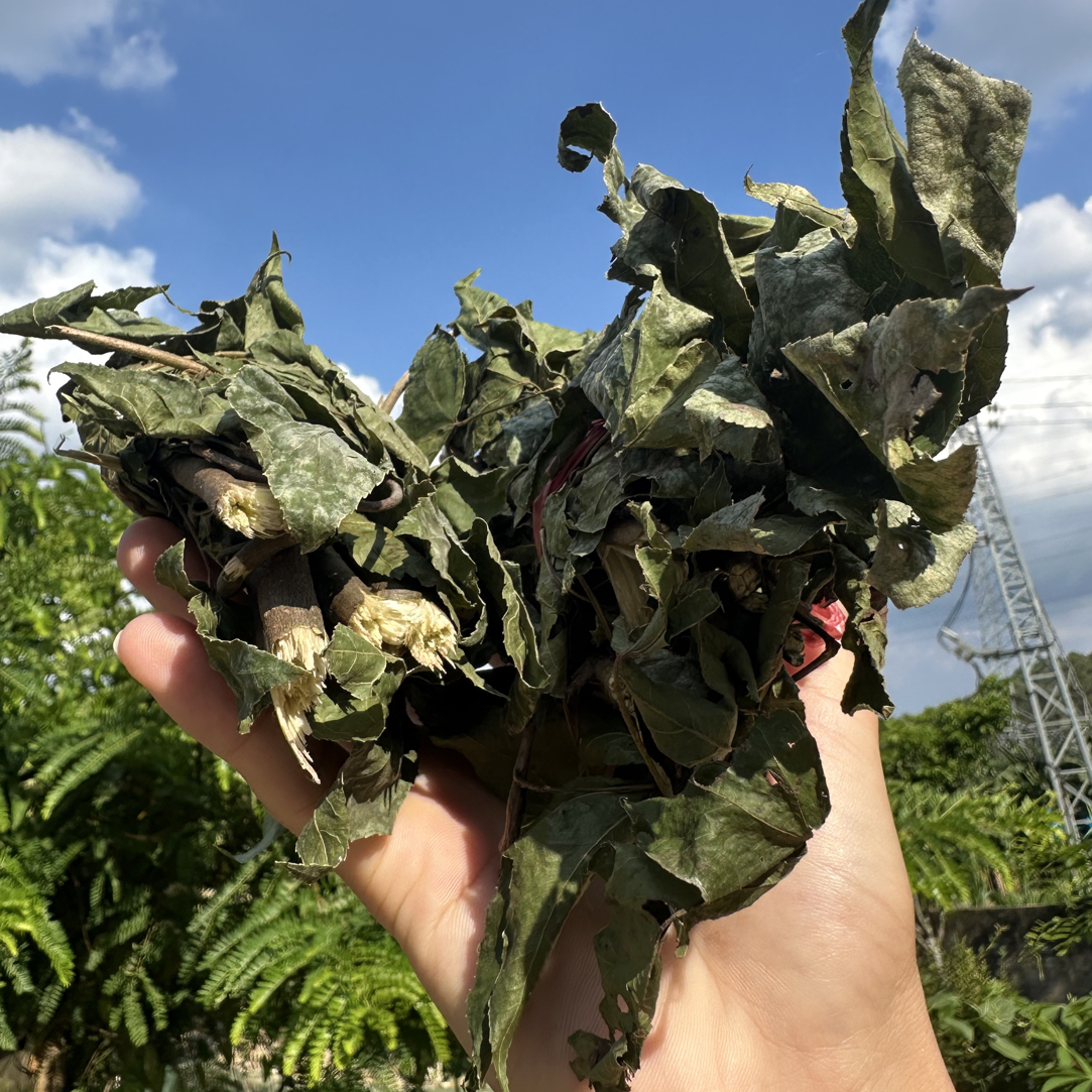 三角香枫树叶干树枝
