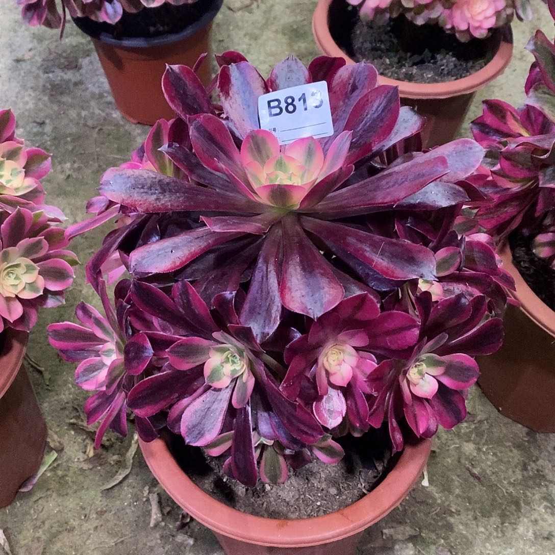 美杜莎多肉植物813