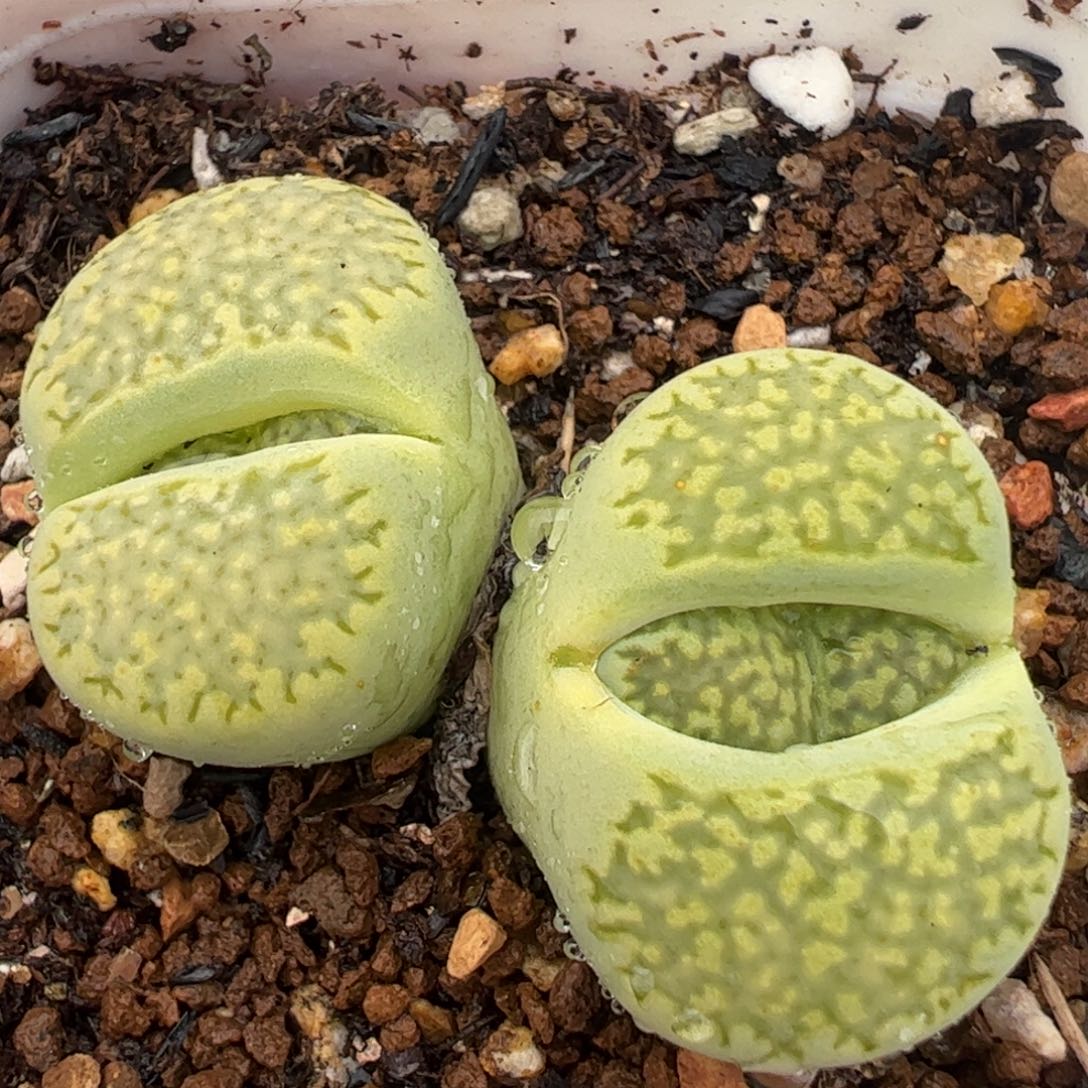 312多肉植物百科