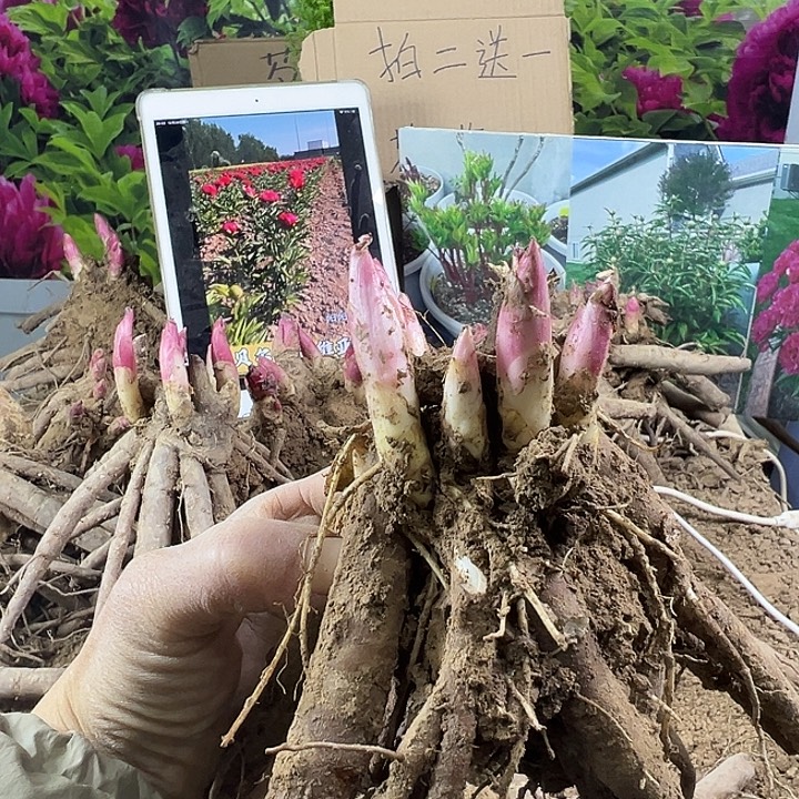 完全开放羞涩女王