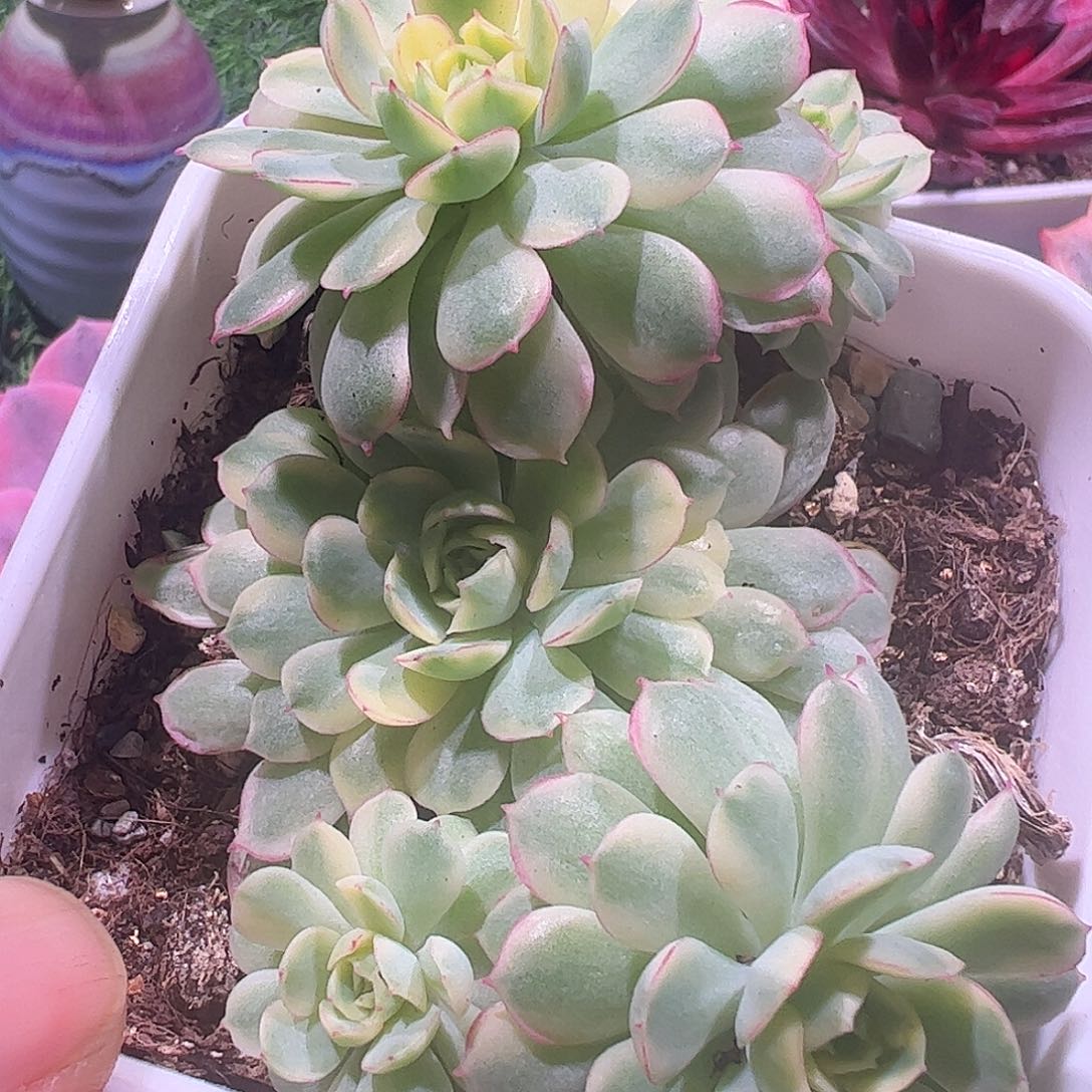 *****多肉植物多肉植物