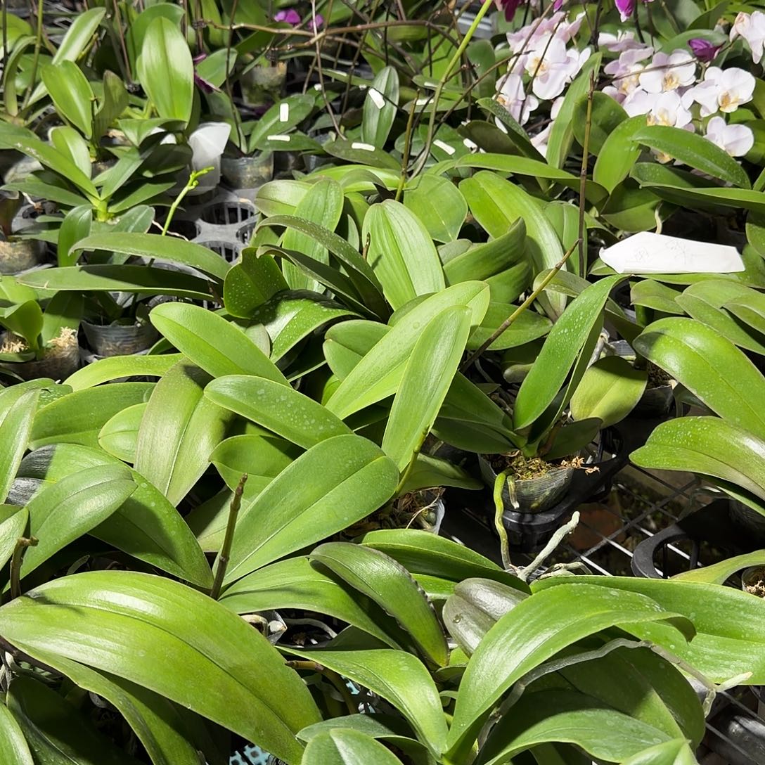 无花朵3.5寸九五至尊带梗