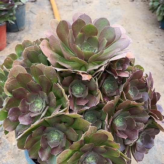 多肉植物柠檬玫瑰60