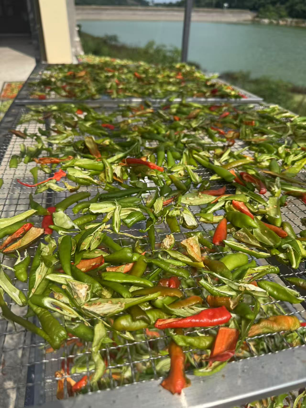 （干辣椒）农家自晒青红干辣椒中辣 500克散装