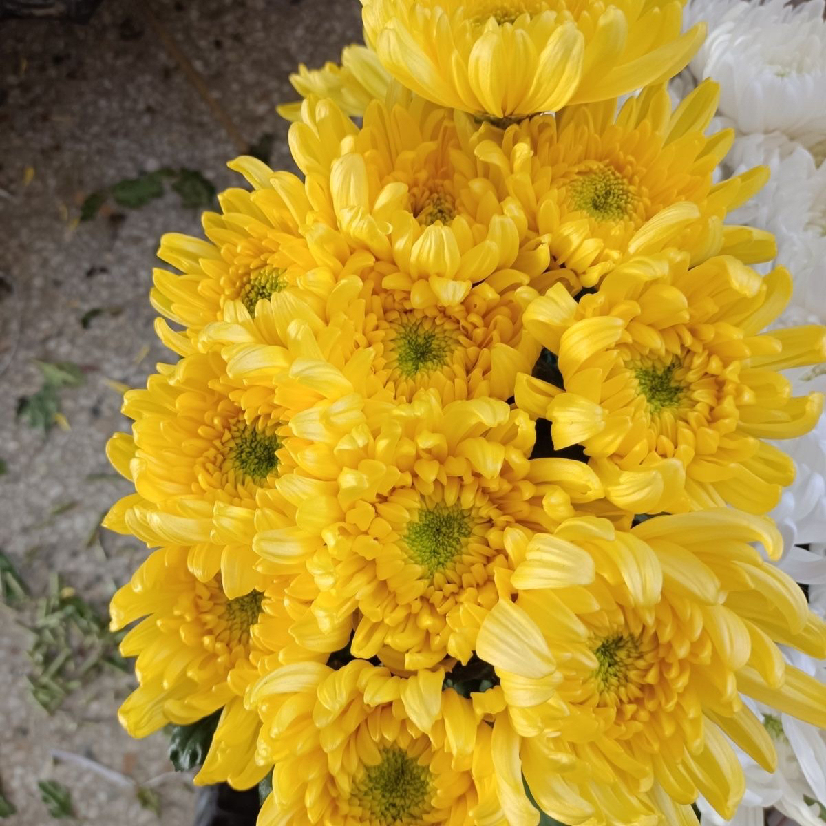 10支黄色鲜切花【一扎10支】