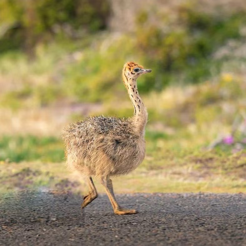 【前十单】宠物文鸟，宠物萌鸵，顺丰包邮