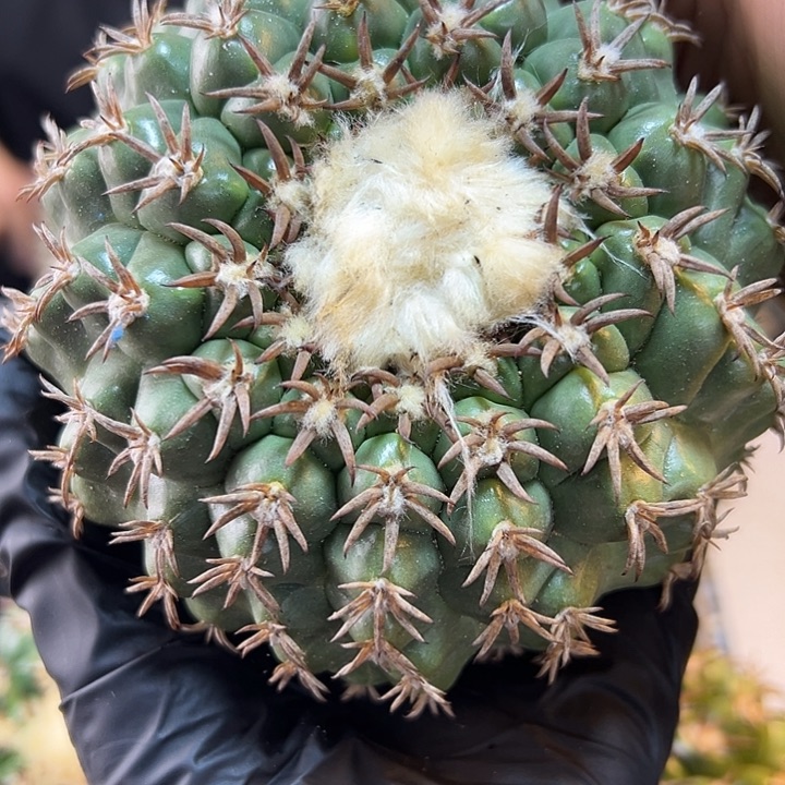 苗接猫爪圆盘玉含刺10公分无根