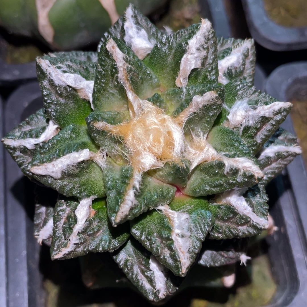 中筋翘犹龟甲牡丹 仙人球