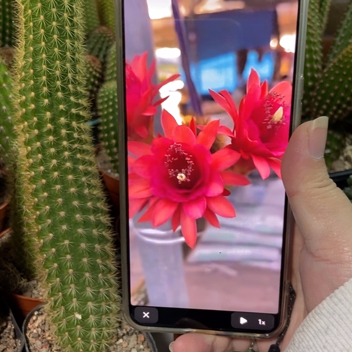 仙人球人鱼金妞自根一个保25