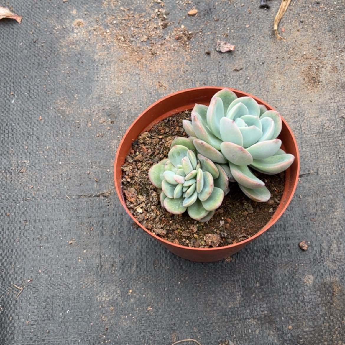 【闪购商品】无花朵静*