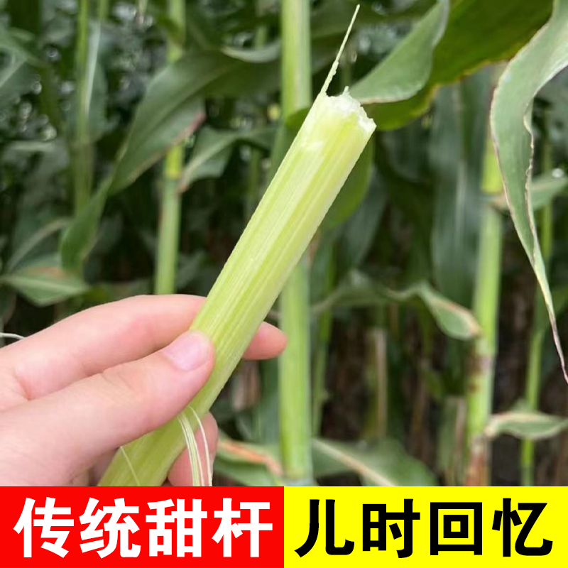 东北新鲜甜杆青皮小甘蔗清甜多汁现砍现发