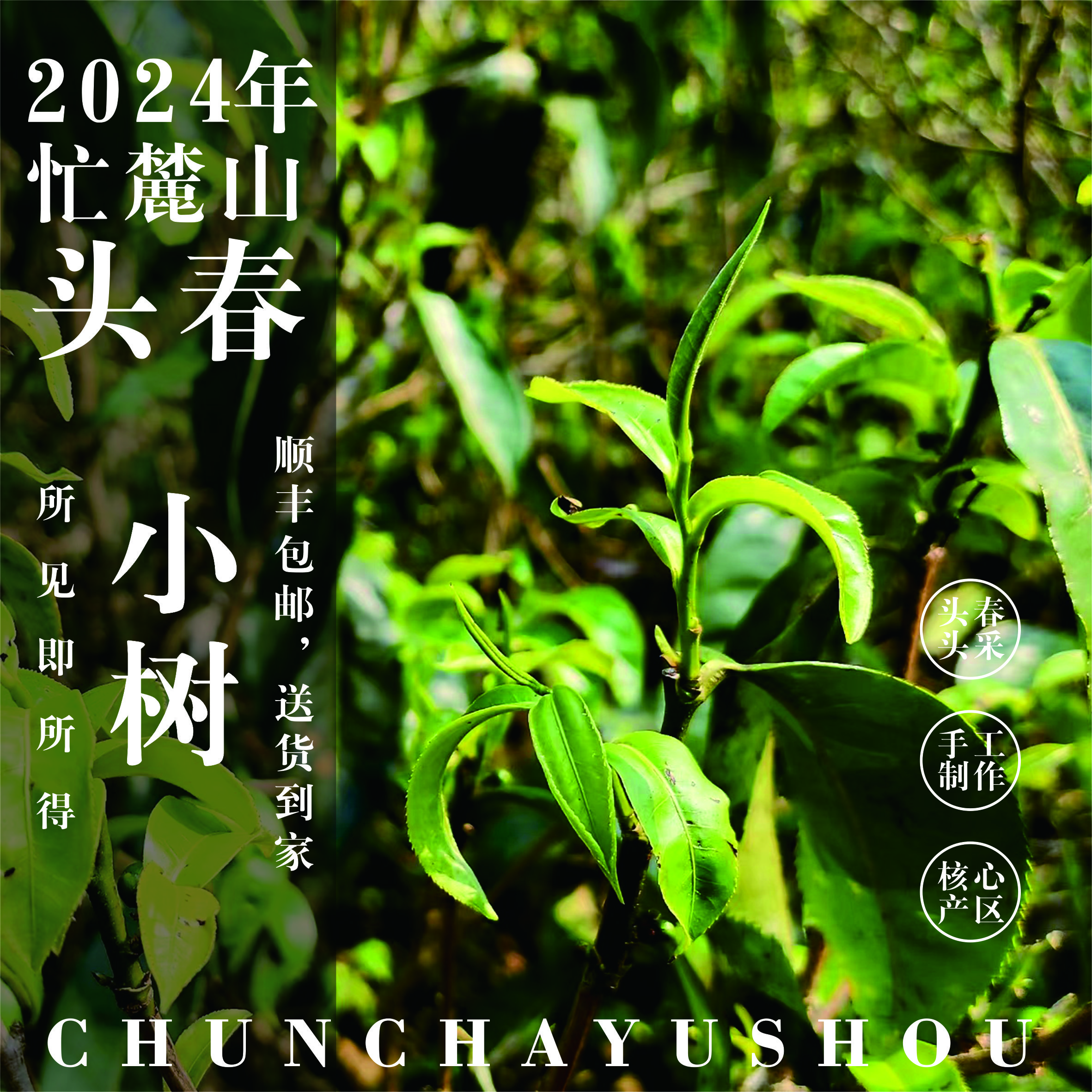 2024年 昔归忙麓山 小树 散茶【阿娇的茶】