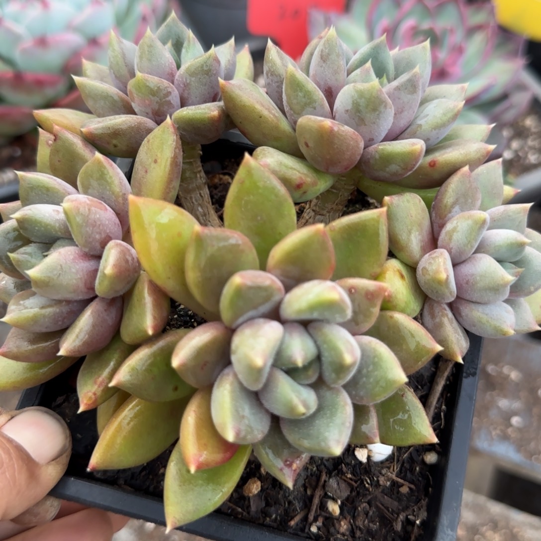 红象牙一物一拍包装收缩花旱